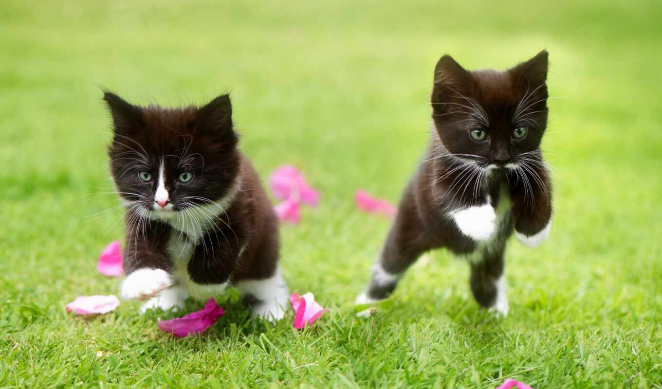 черная, котенок, run, vesna, dva, котенок, трава, кошка, животное, dnee, kotenk