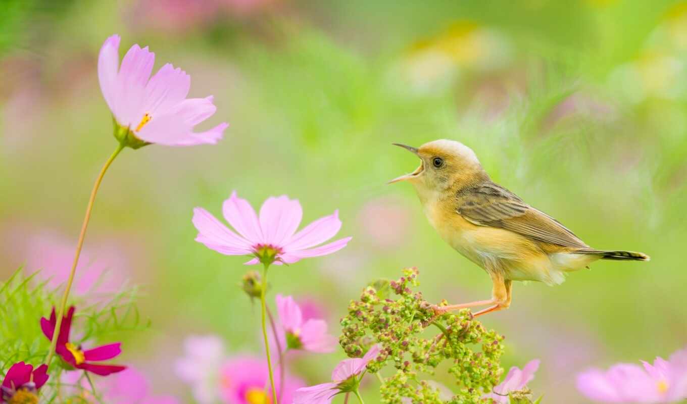 flowers, bird, pink, yellow, cosmo, cosmea, sing, wagtail