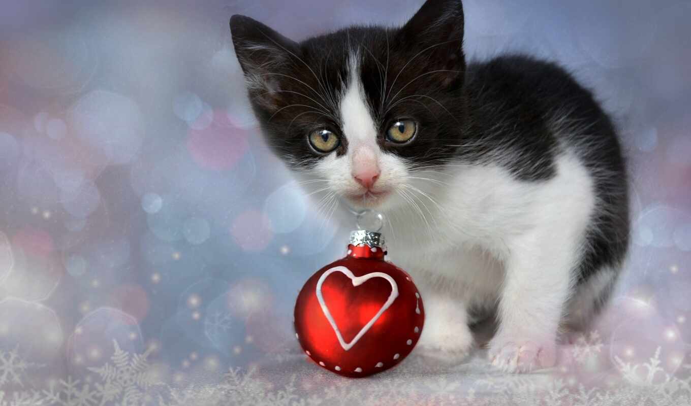 фото, you, кот, www, christmas, сердце, sunday, демокот