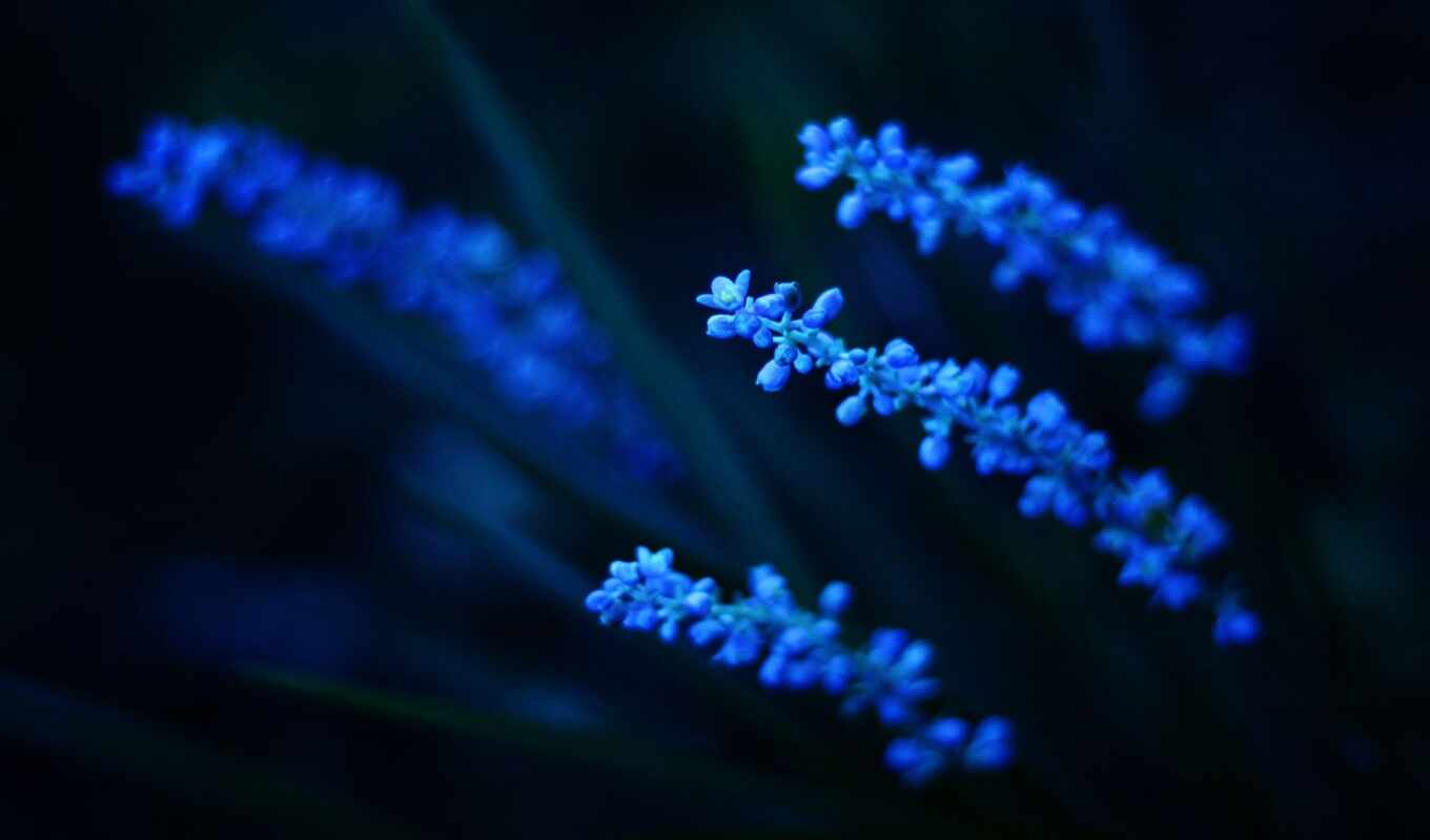 flowers, blue, aesthetics, blurring