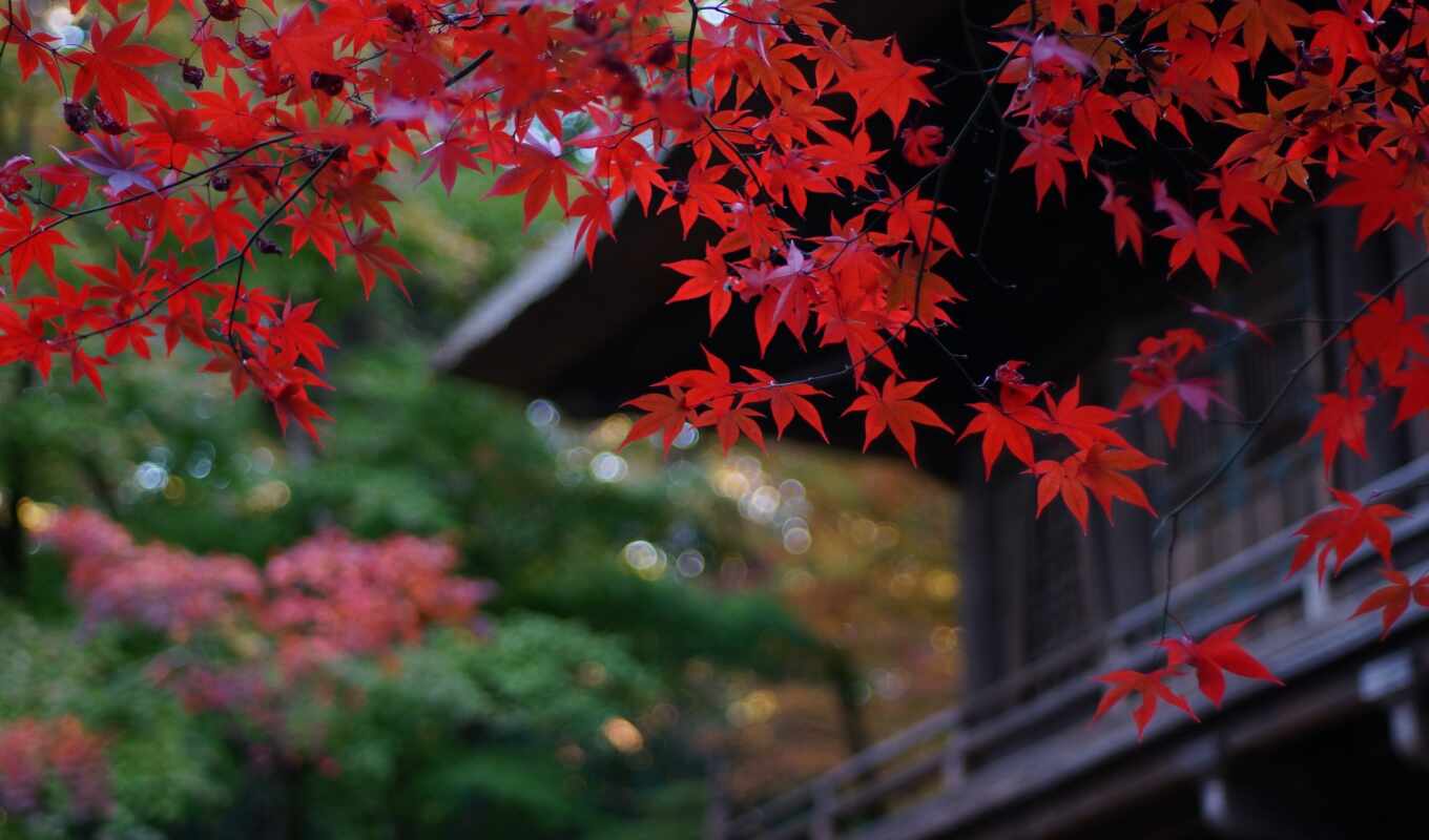 природа, небо, цветы, house, лист, red, дерево, добавить, осень, пожаловаться