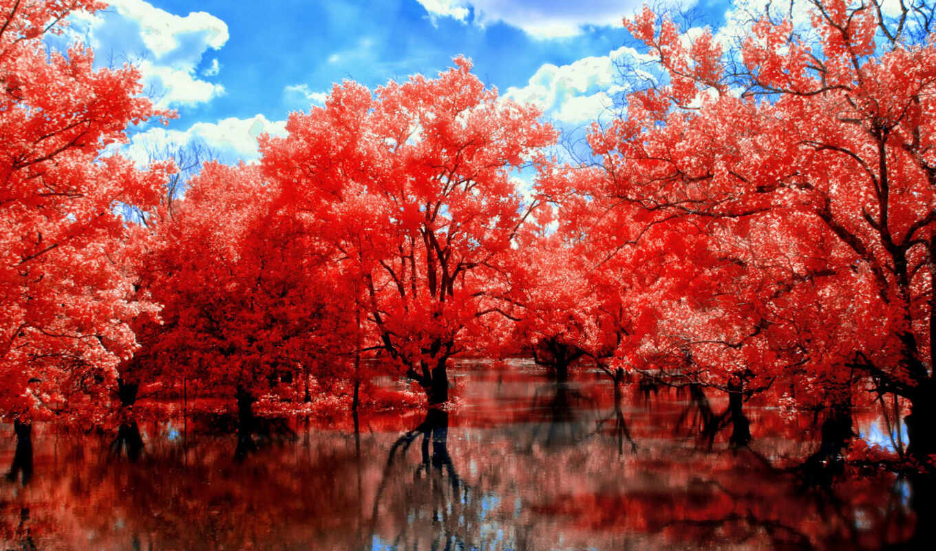 природа, red, дерево, осень, oir