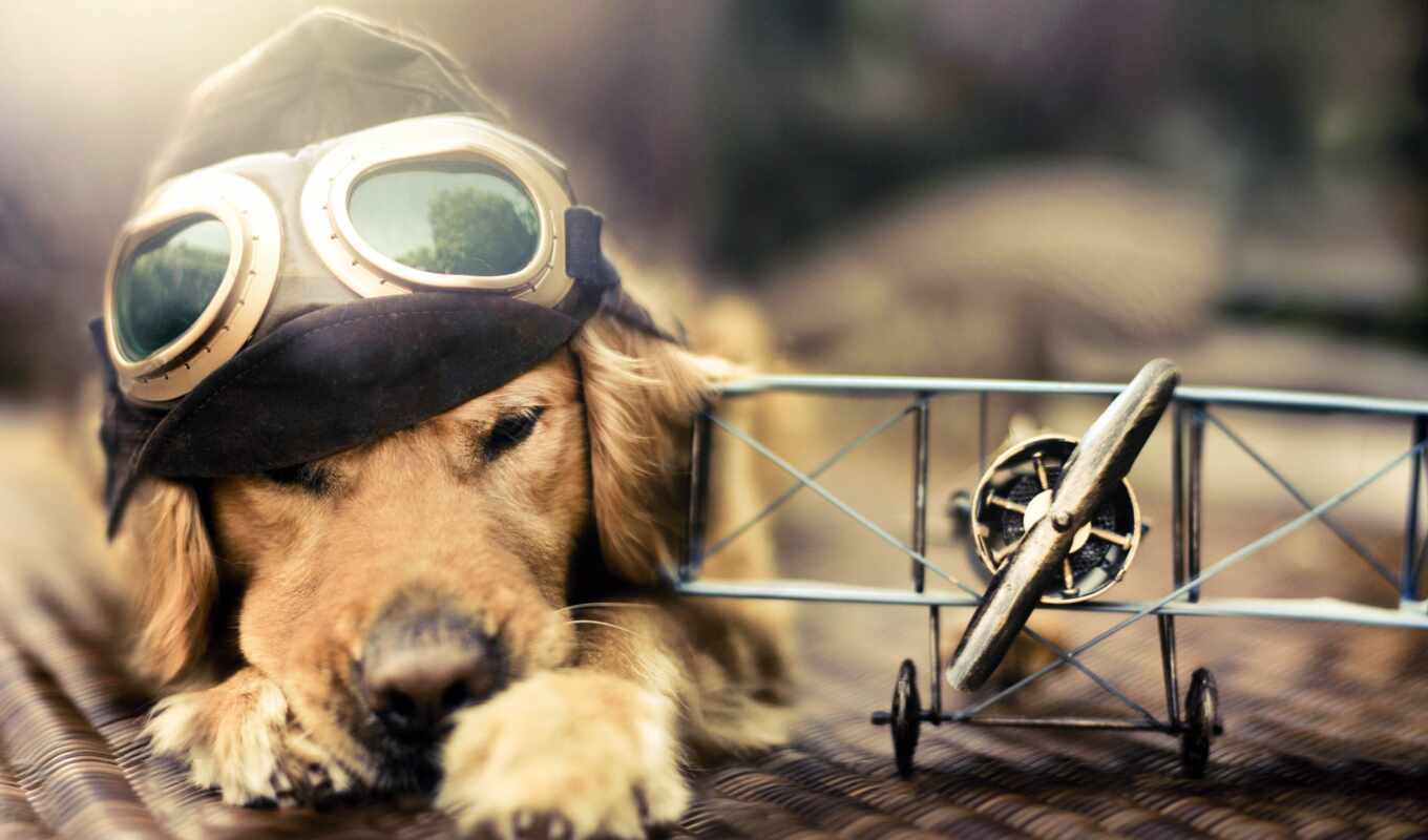dog, golden, animal, airplane, pilot, plane, retriever