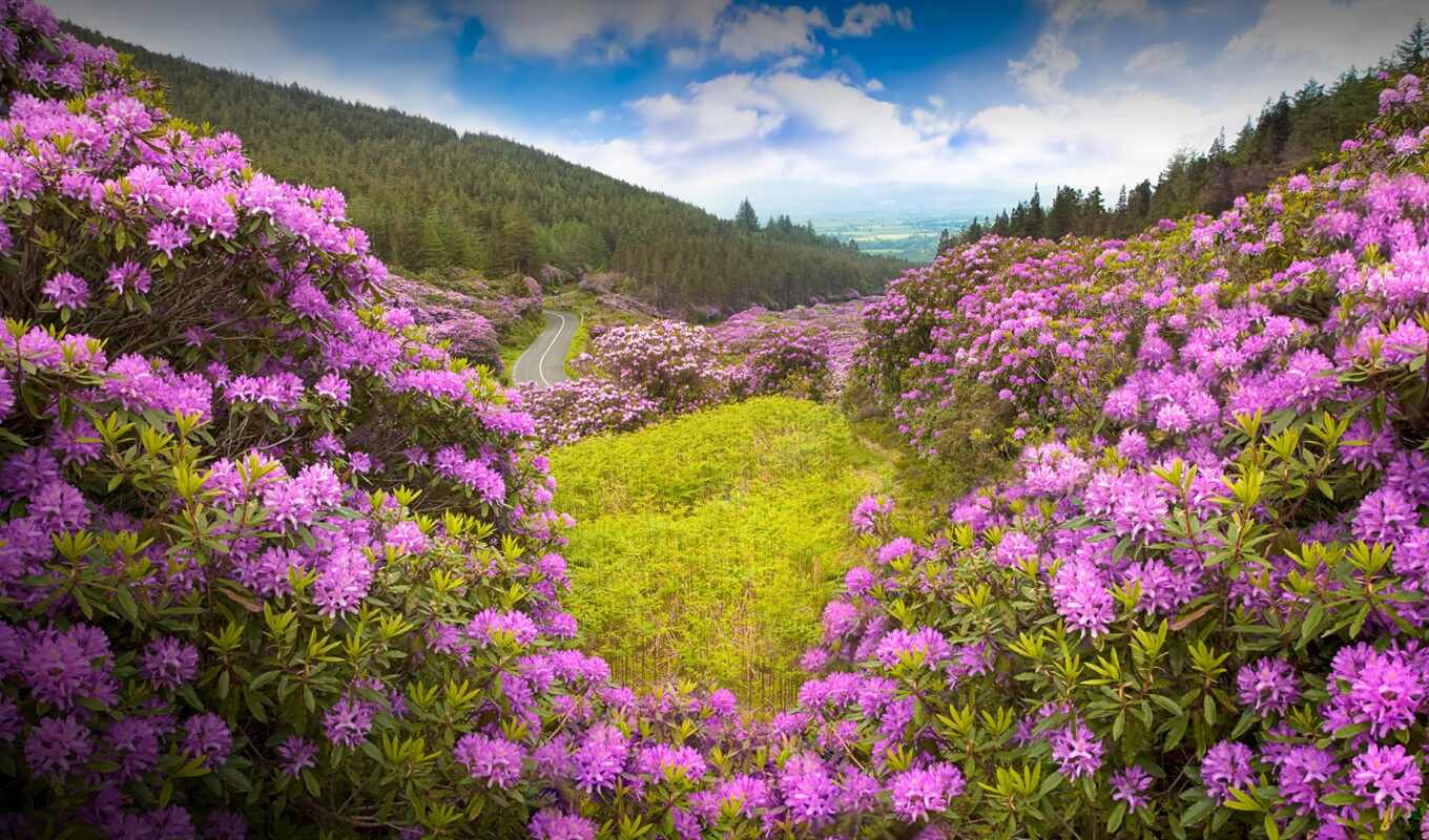 небо, цветы, purple, landscape, облако, растение, долина, ireland, рододендрон, fore