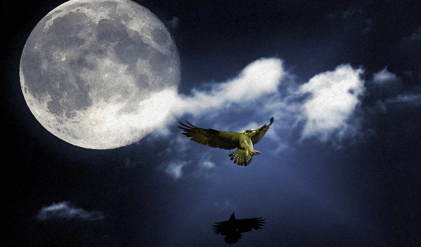 небо, фон, луна, орлан, animal, falcon, osprey