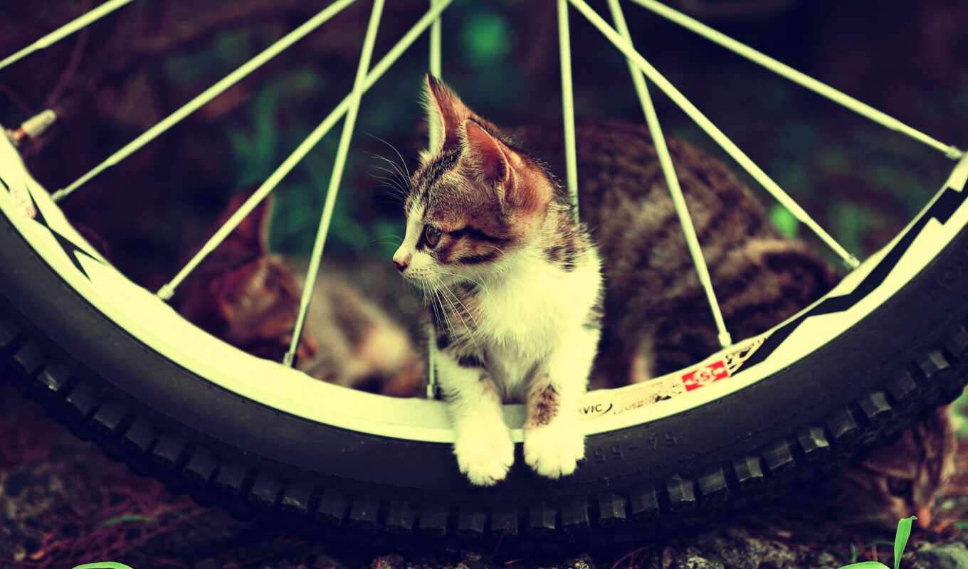 cat, animal, bicycle, tire service