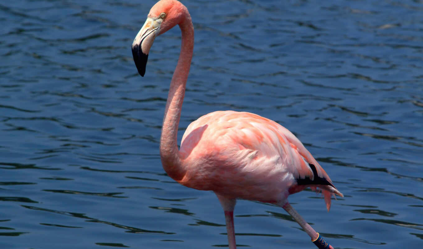 flamingo, animals, bird, phoenicopteridae, family