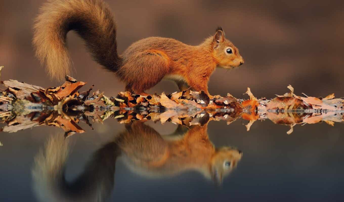 lake, water, squirrels, foliage, tail, reflection, water, proteins
