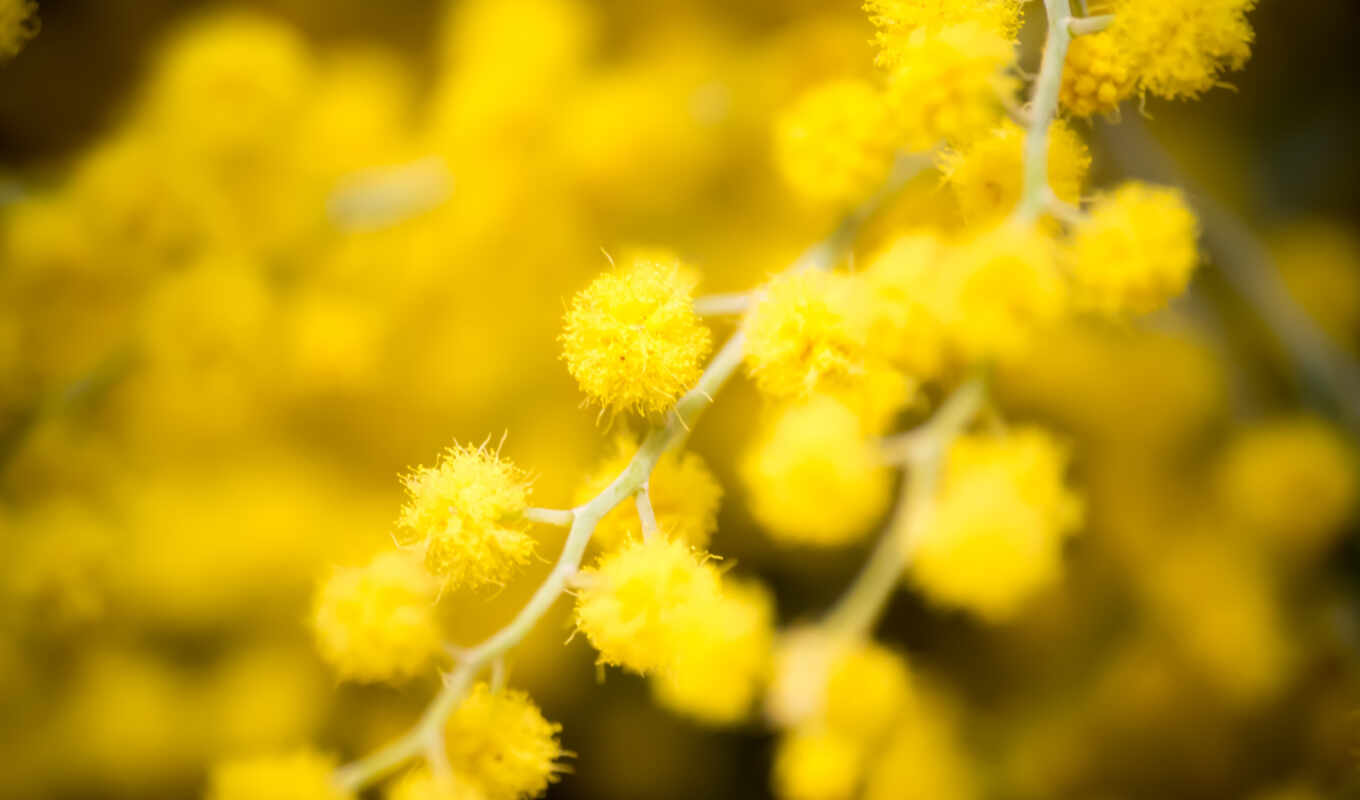 desktop, flowers, themes, photography, flowers, yellow, blurred