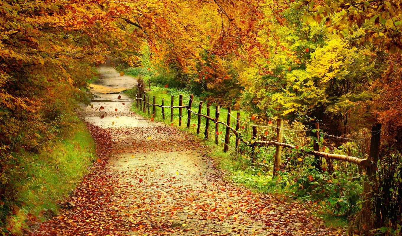 tree, forest, landscape, autumn, foliage, trees, path, fence