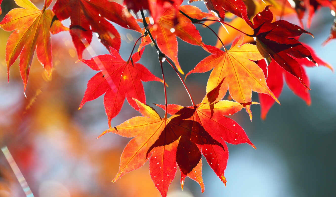 природа, лист, дерево, осень, branch, maple, makryi