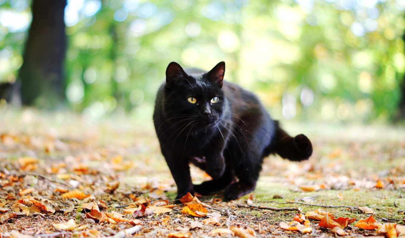 black, cat