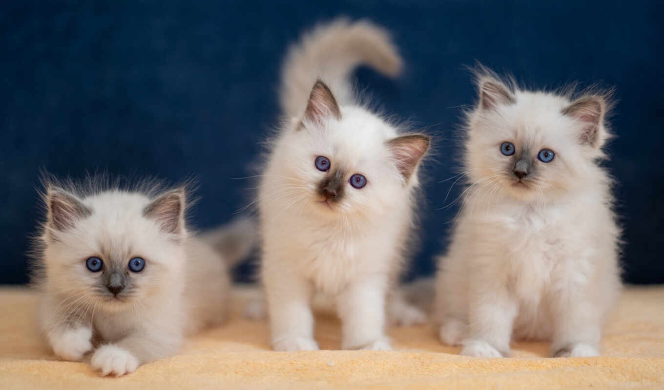 cat, three, kitty, burmese