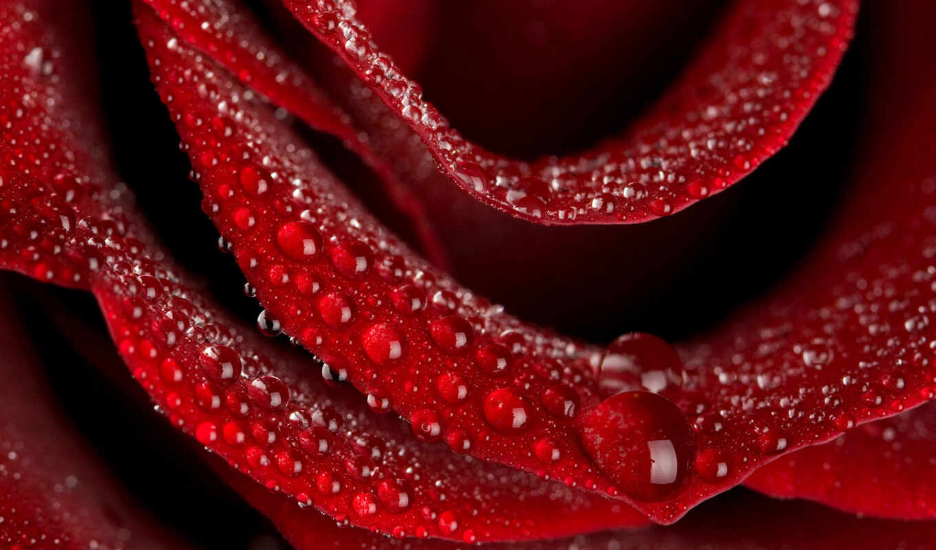 rose, rain