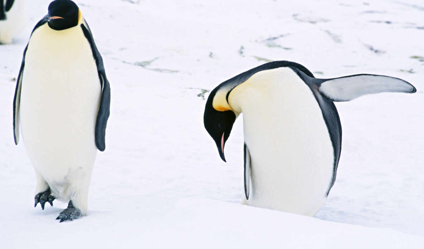 рисунки, животных, пингвины, arctic, арктики, pingüinos, zhivotnye, пингвинами, арктика, арктику