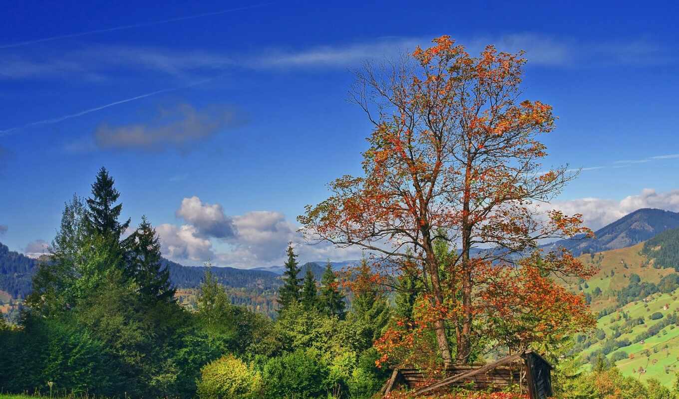 природа, осень, romanian, trees, елки, горы