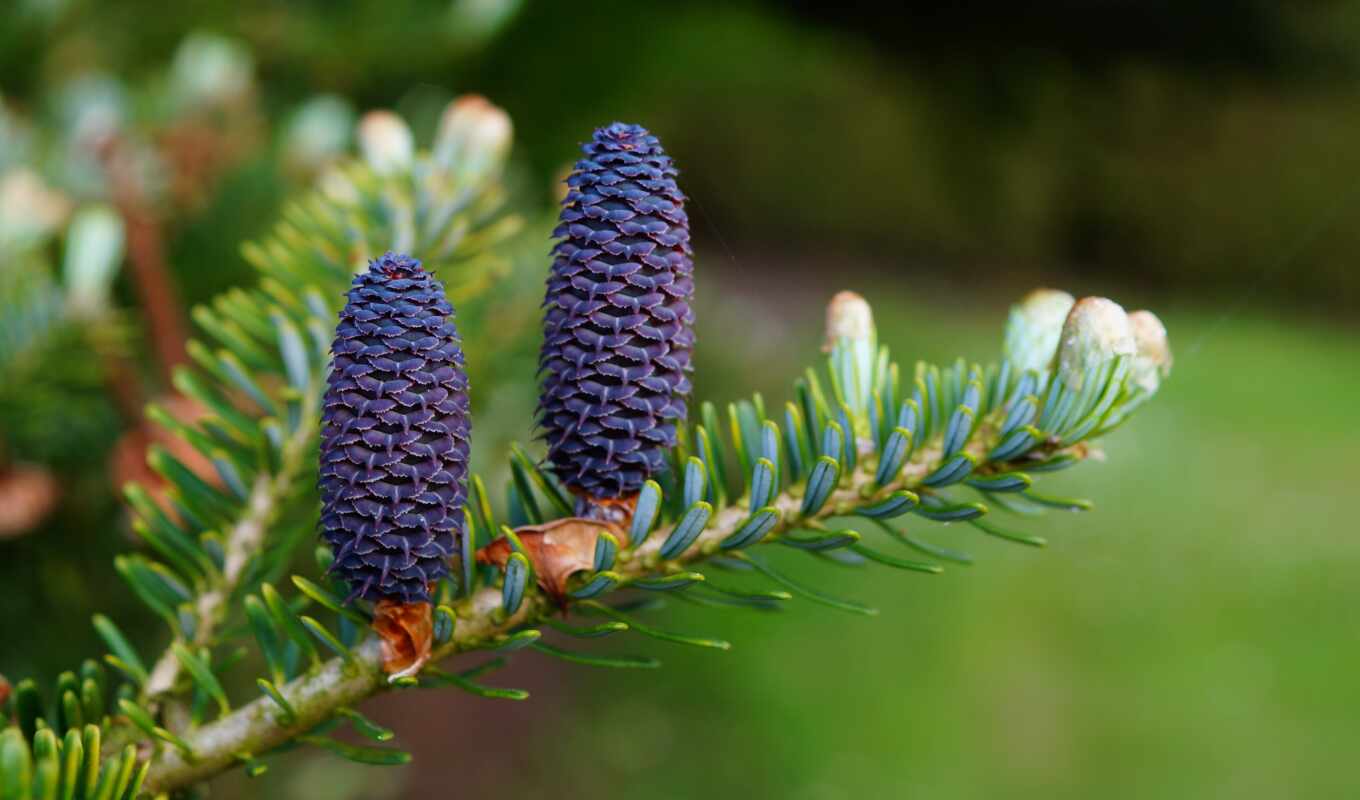 and, the, ber, which, tress, spruce, fir tree, fir tree, pine cone, branch, pine needles
