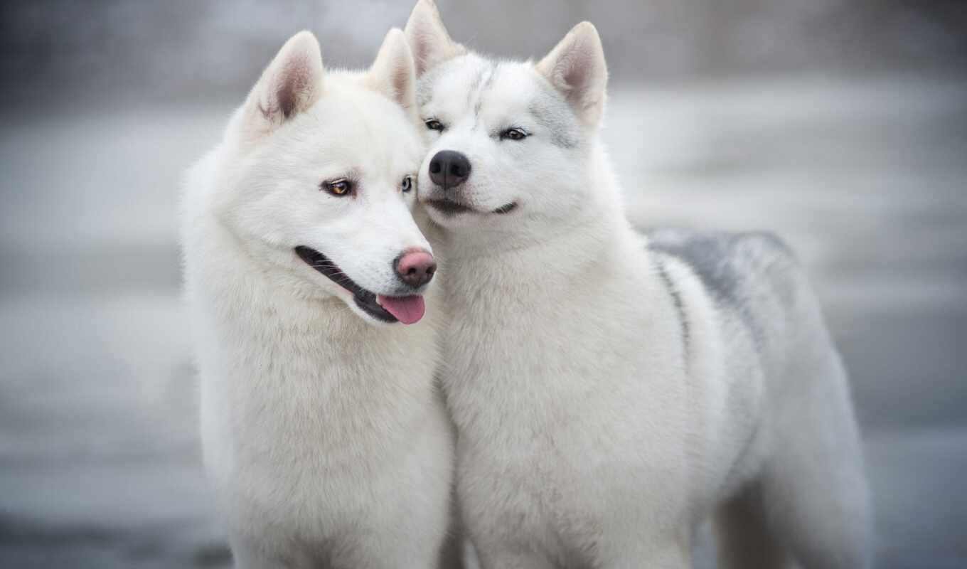 dog, husky, breed, friend, hug, iza, amaze, sakhalin, yson