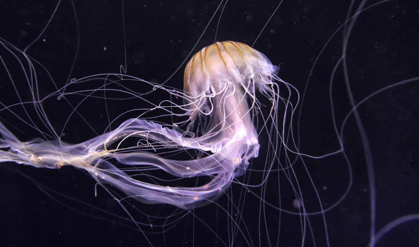 dark, jellyfish