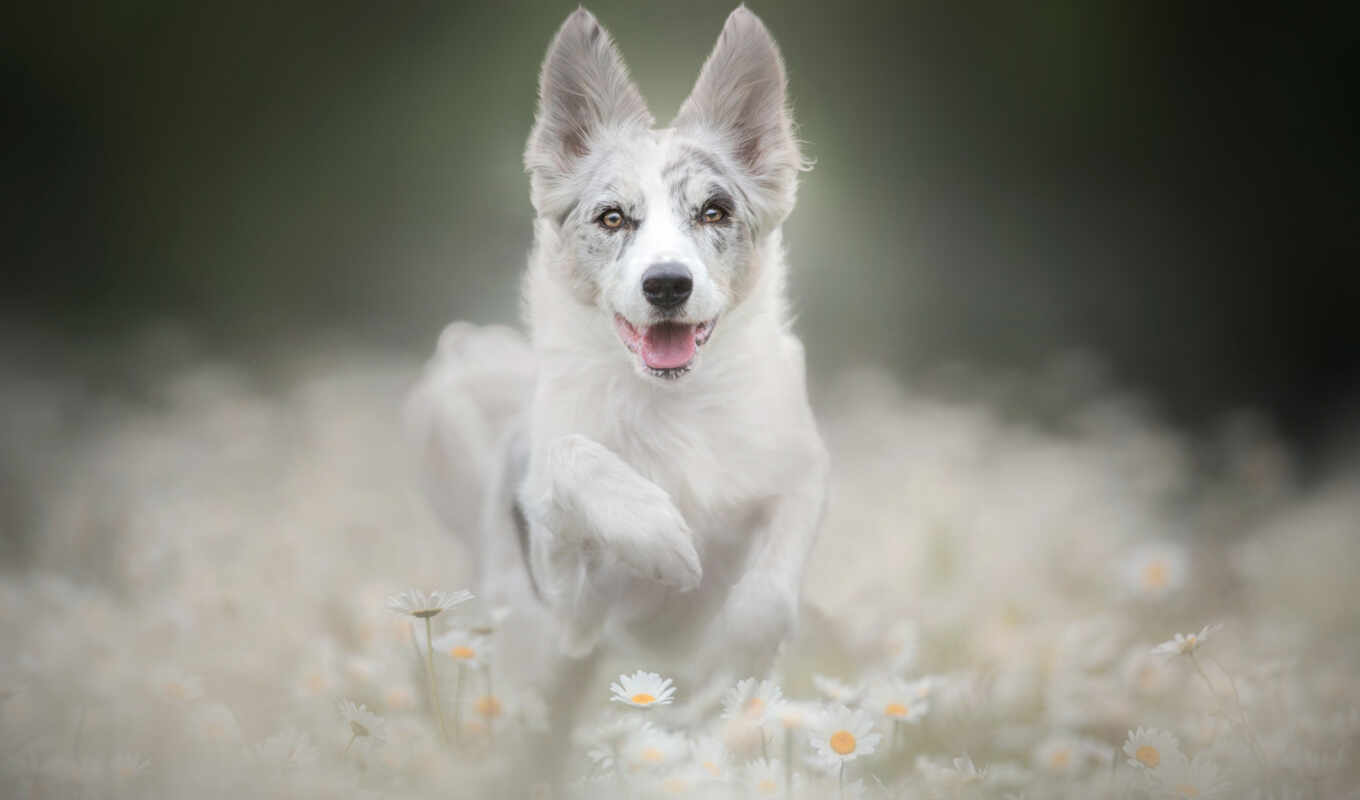 white, cute, dog, puppy, run