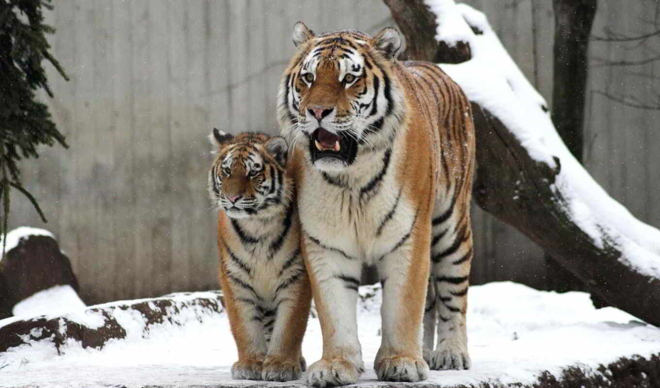тигры, кошки, детёныш, семья, дикие, мама, тигрица, pair