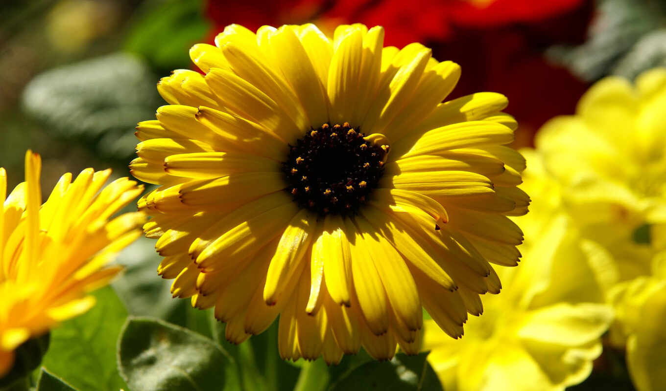 цветы, yellow, вазон, календула, бархатцы