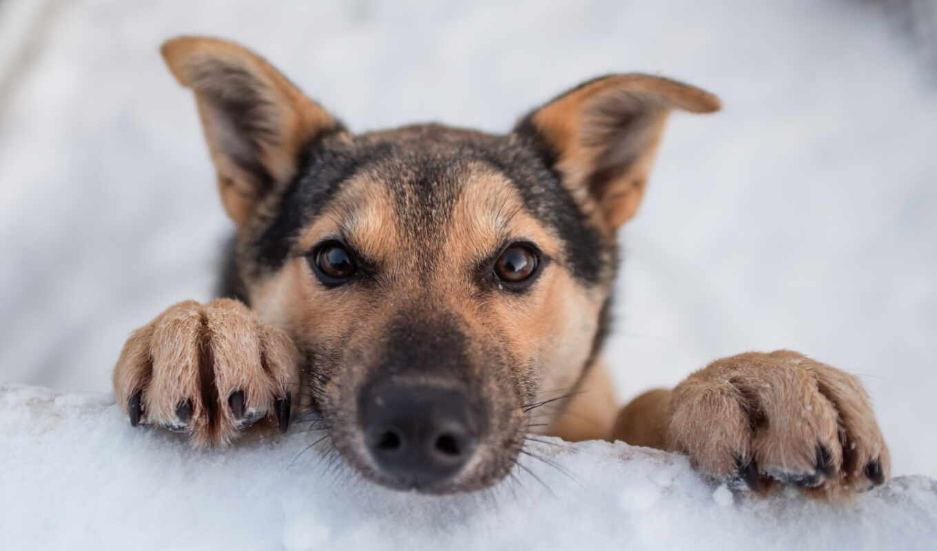 снег, собака, хаски, собак, dogs, funny, домашние животные, щенки