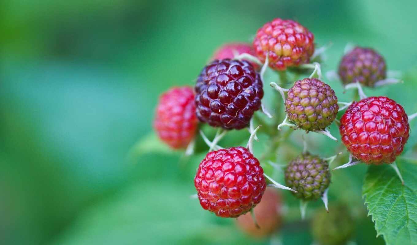 pic, blackberry, ягода, nespelyi