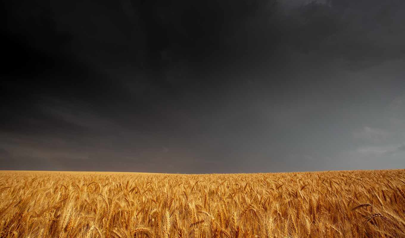 небо, фото, summer, вектор, поле, серьги, adobe, пшеница, затвор