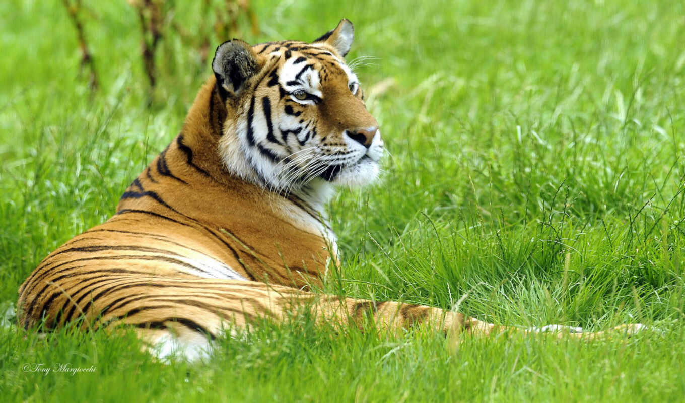 picture, picture, grass, lies, rest, predator, tiger, animal, greenery, view, grass, siberia