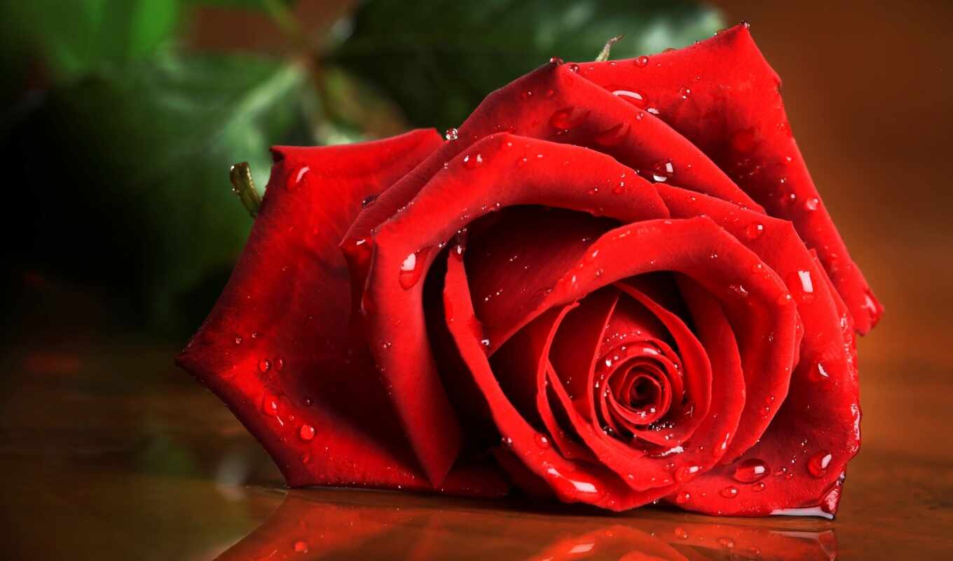 rose, drops, macro, lonely, red, roses, waters, crystals, dressed