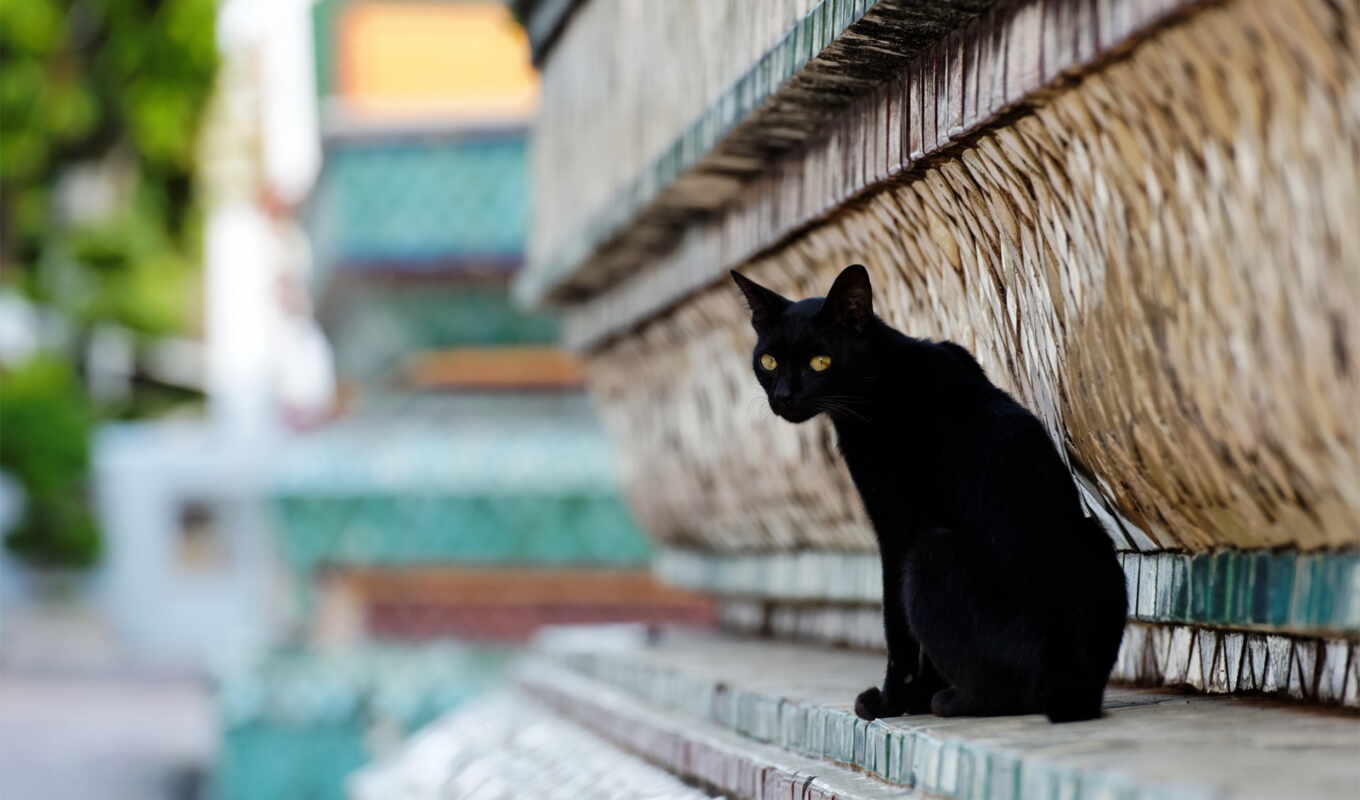 black, город, кот, random, грустный, cats, красивый
