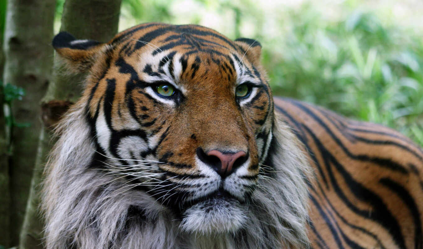 tiger, tigers, strips, tiger, main, is, predator, disguise, interiel, function
