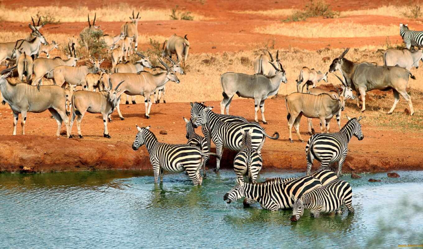взгляд, животные, different, саванна, animal, африка, african, zebra, полив, id, lesoto