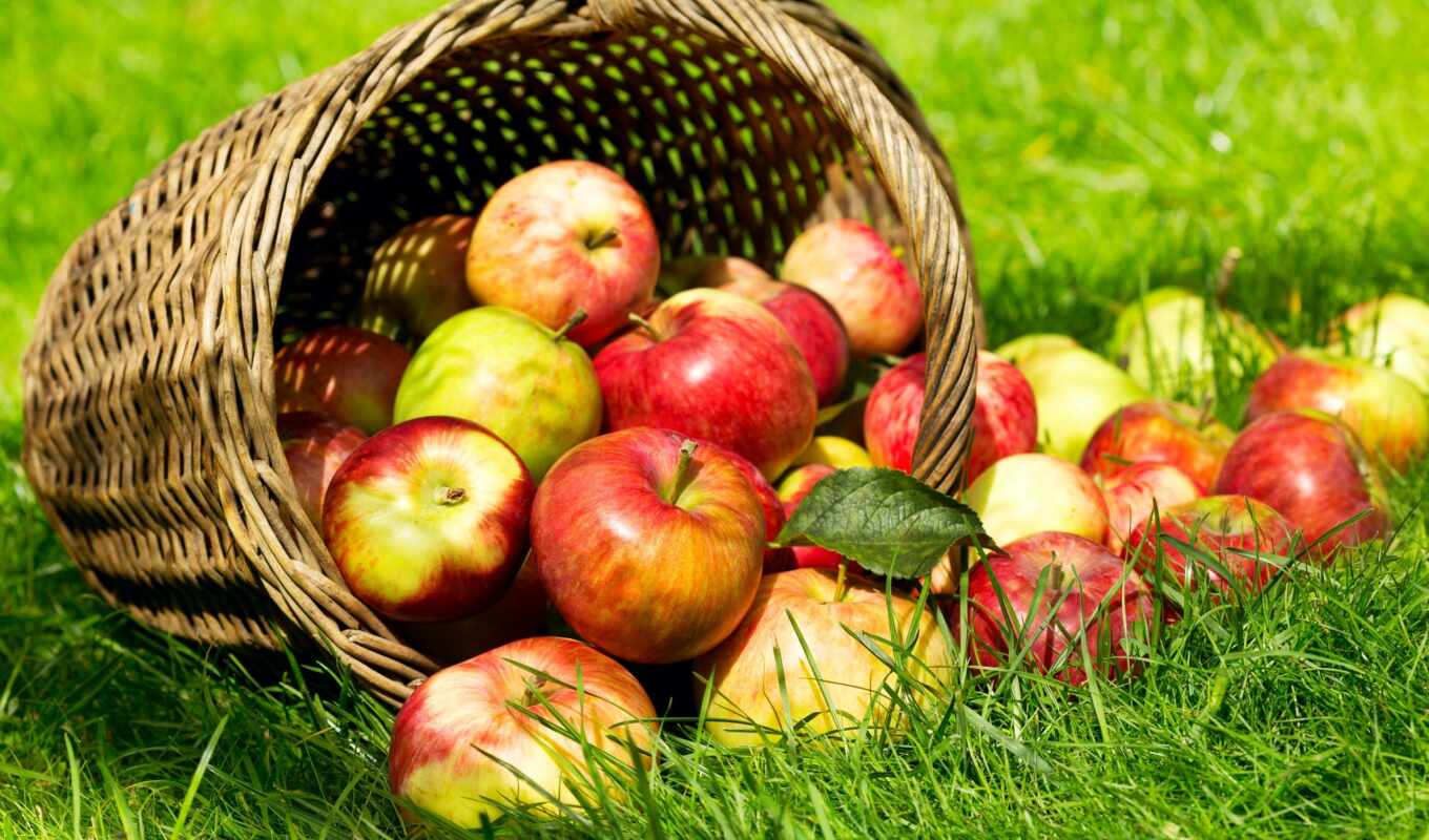 apple, трава, биг, паула, спать, плод, корзина, rassypat, oprokinut