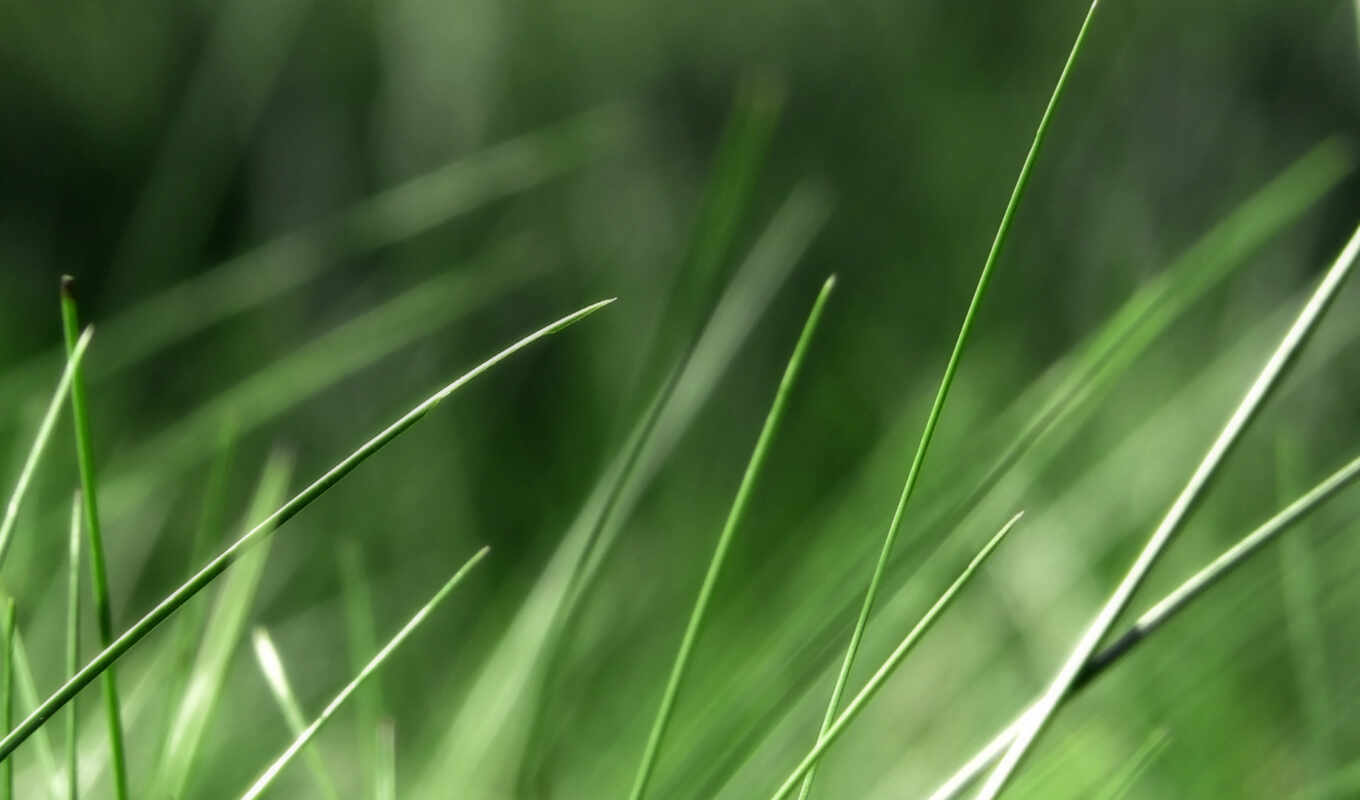 nature, background, picture, grass, height, thin, greenery, makryi