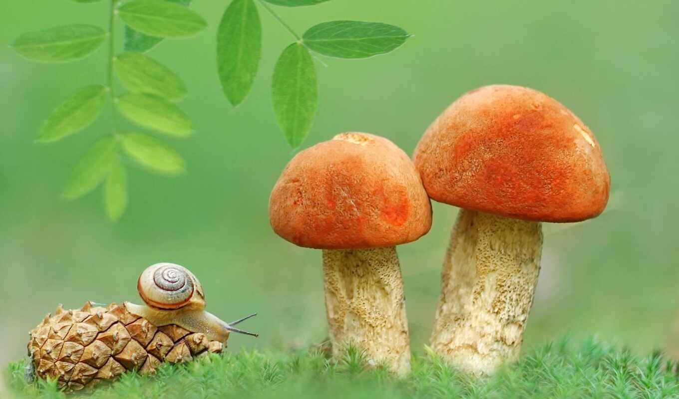 snail, mushroom