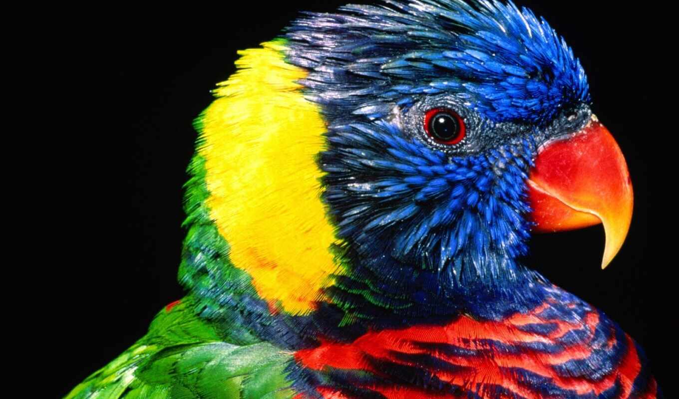 rainbow, bird, a parrot, animal, lorikeet