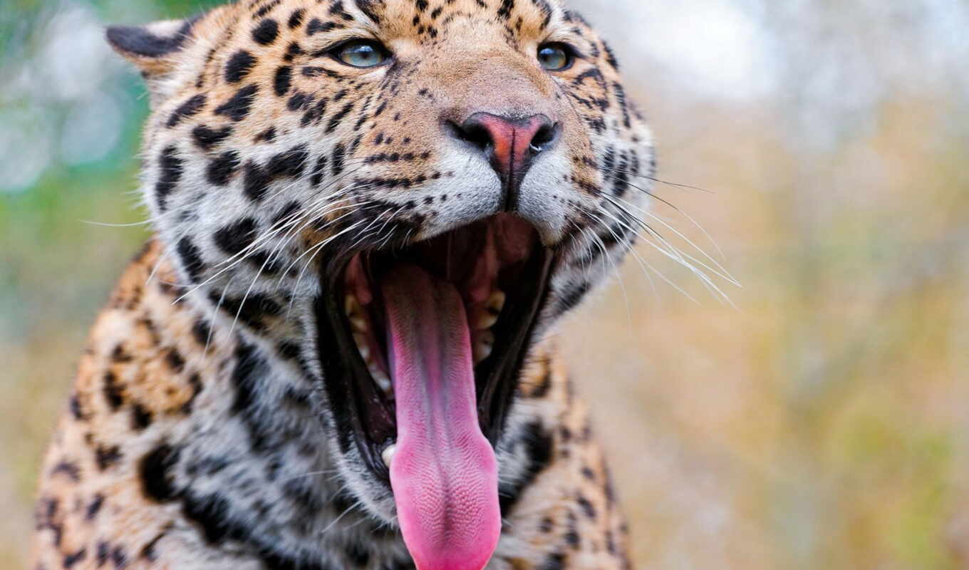 big, past, view, muzzle, cat, scale, predator, jaguar, language