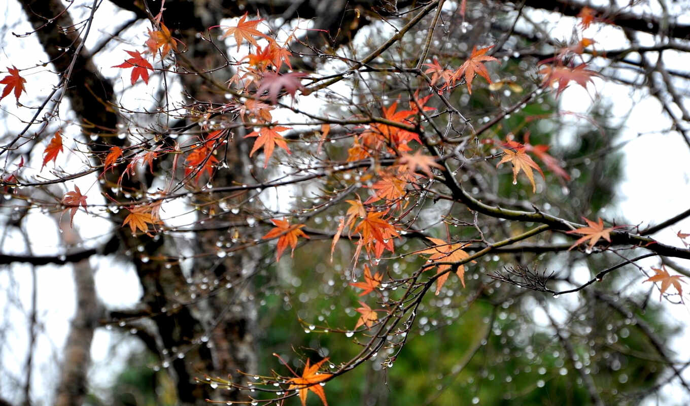 landscapes-, rain, autumn