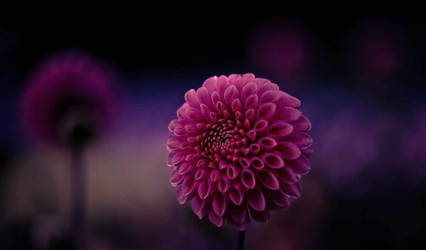 flowers, macro, purple, mm, macro, plane, trick, crimson, flickr, zeiss, petals