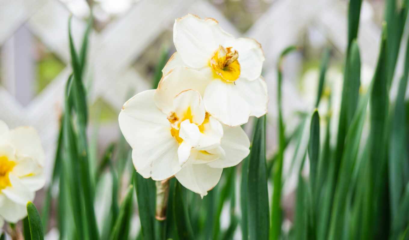 flowers, white, petals, pink, wild, plant, yellow, leaf, license, daffodil, foca