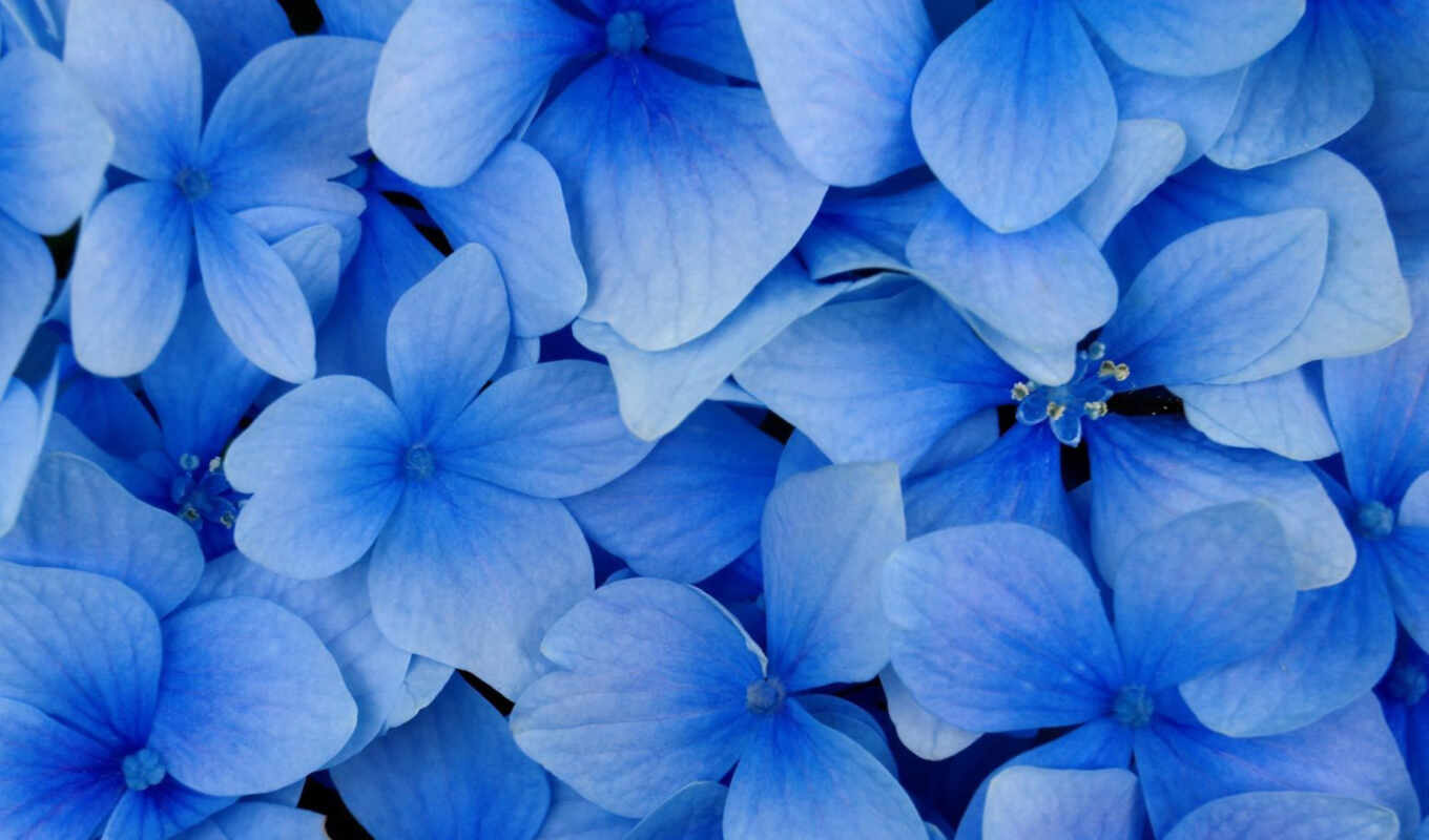 цветы, blue, большой, plan, title, растение, красивый, гортензия