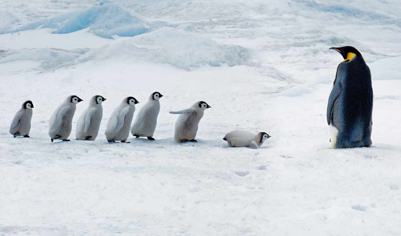 snow, island, hill, penguin, antarctica, emperor