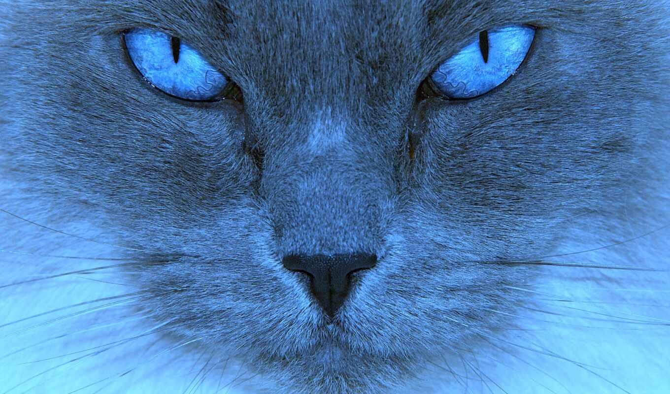 blue, глаз, кот