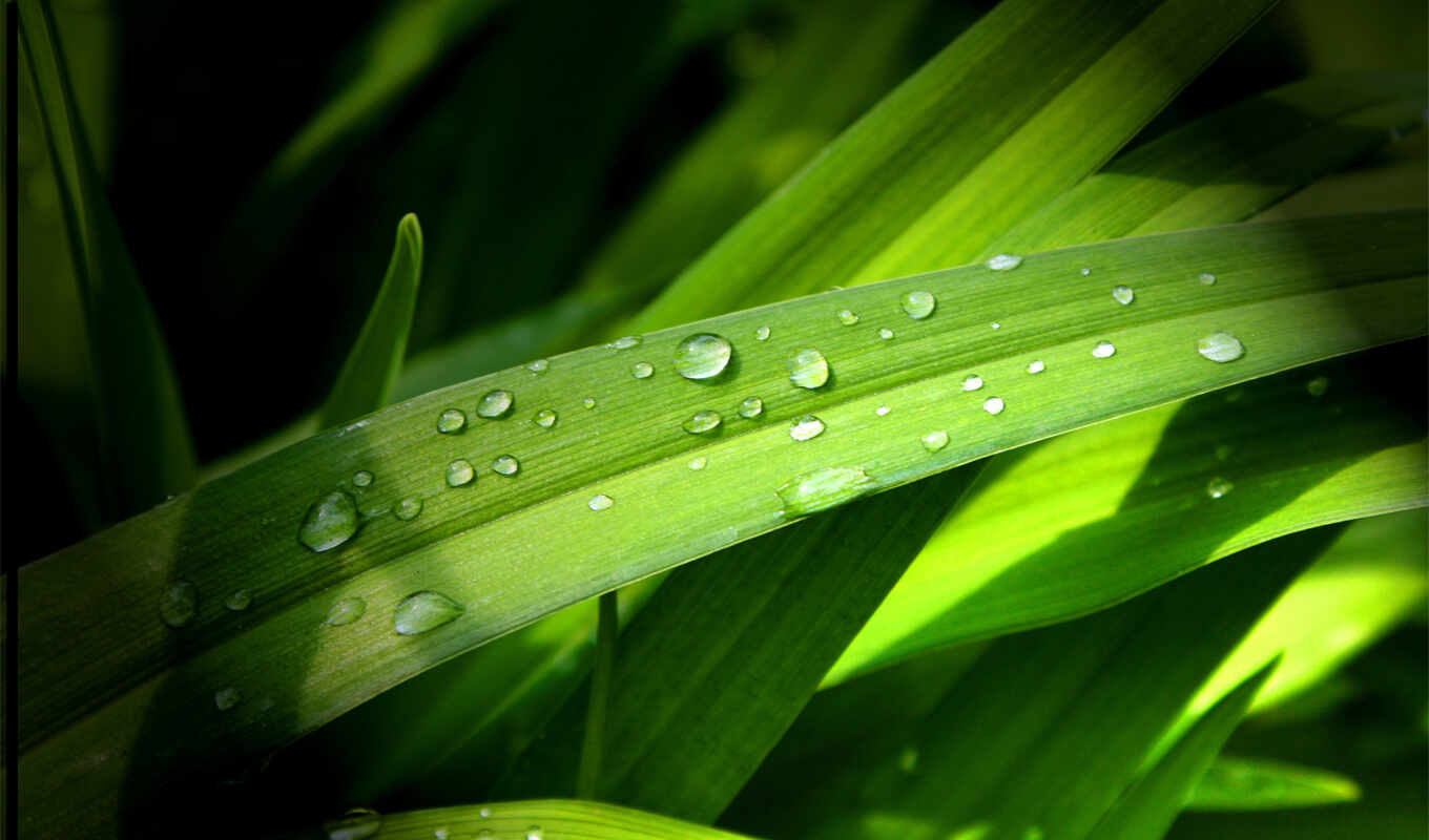 nature, grass, water, drops
