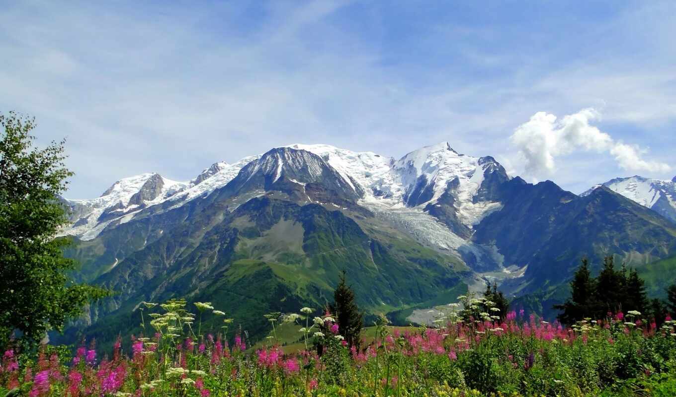 альпы, горы, mont, цветы, луг, природа, blanc, 