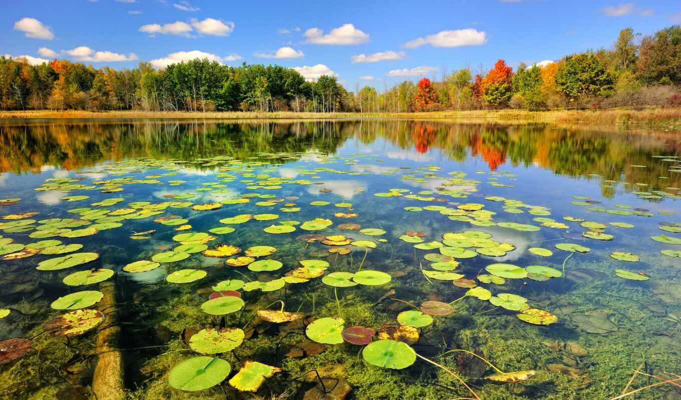 озеро, природа, красивые, лес, осень, природой