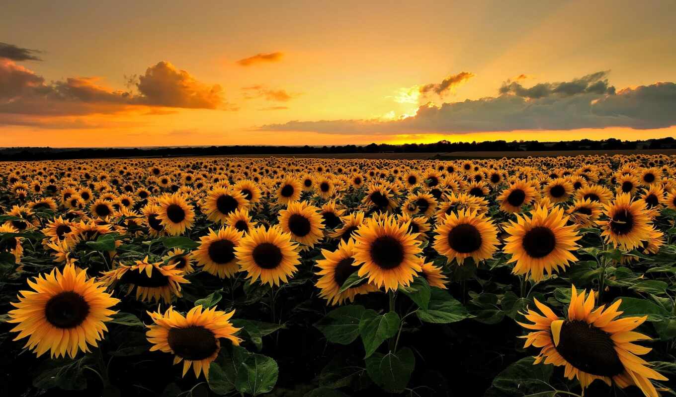 desktop, закат, подсолнух, sunflowers, wallpapersafari