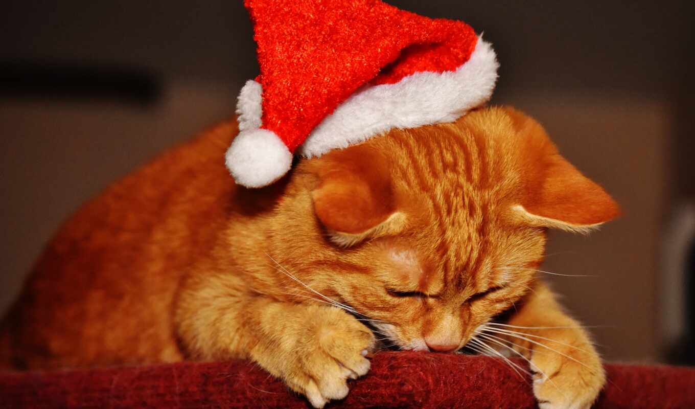 ipad, new, cat, christmas, a cap, new year, Christmas tree